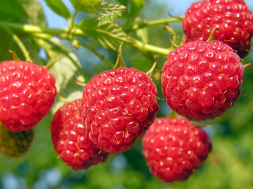 Raspberry ketone ingredient
